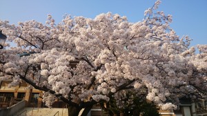 DSC_0677　東別院　桜1